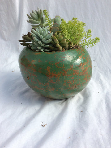 Earth toned pottery-planted